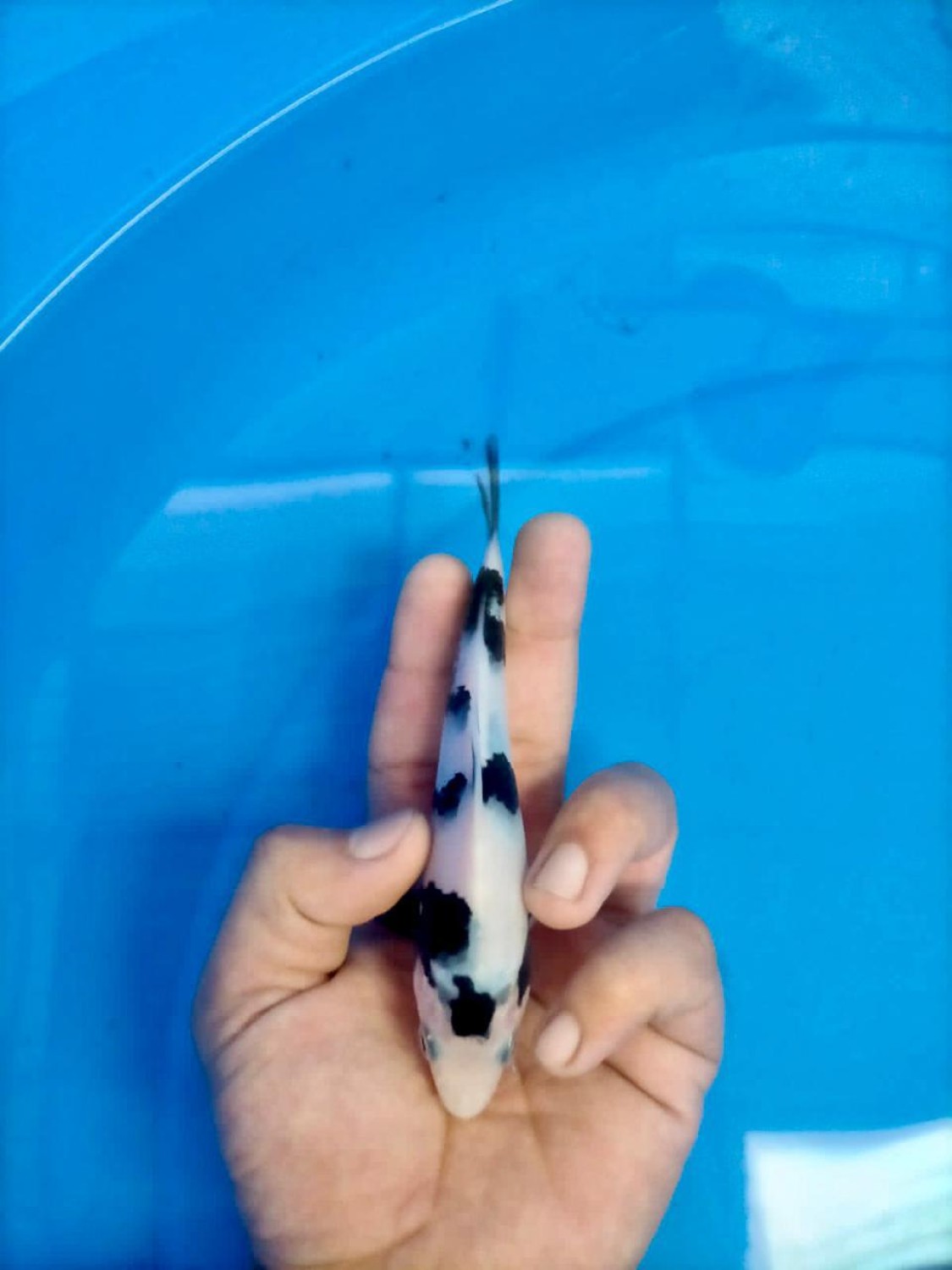 Juara 3
