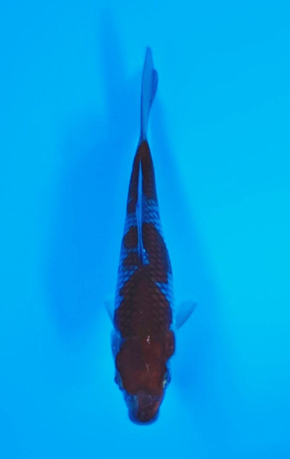 Juara 1
