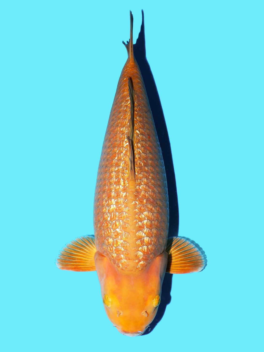 Juara 2