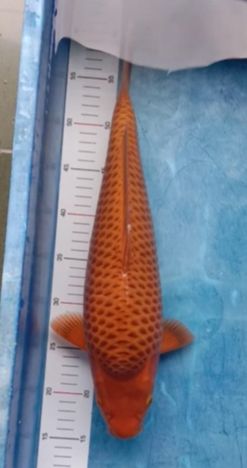 Best In Size E 41 - 45 cm