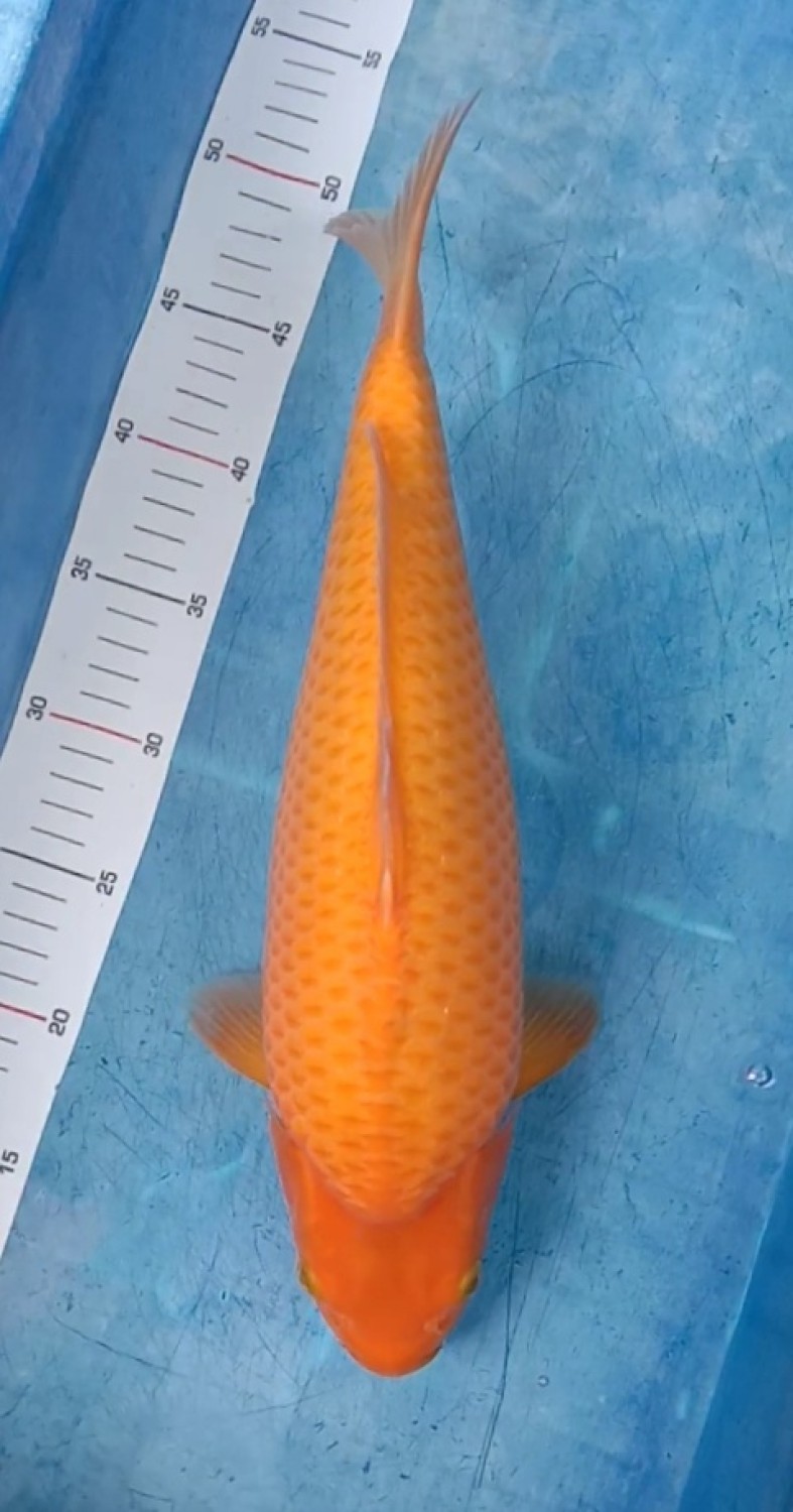 Best In Size E 36 - 40 cm