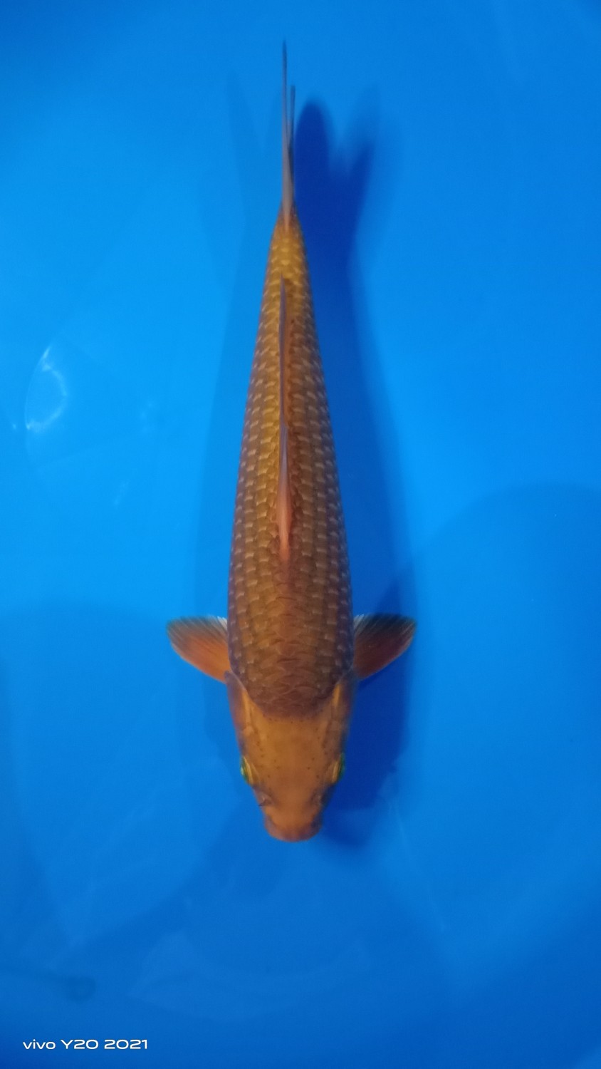 Juara 1