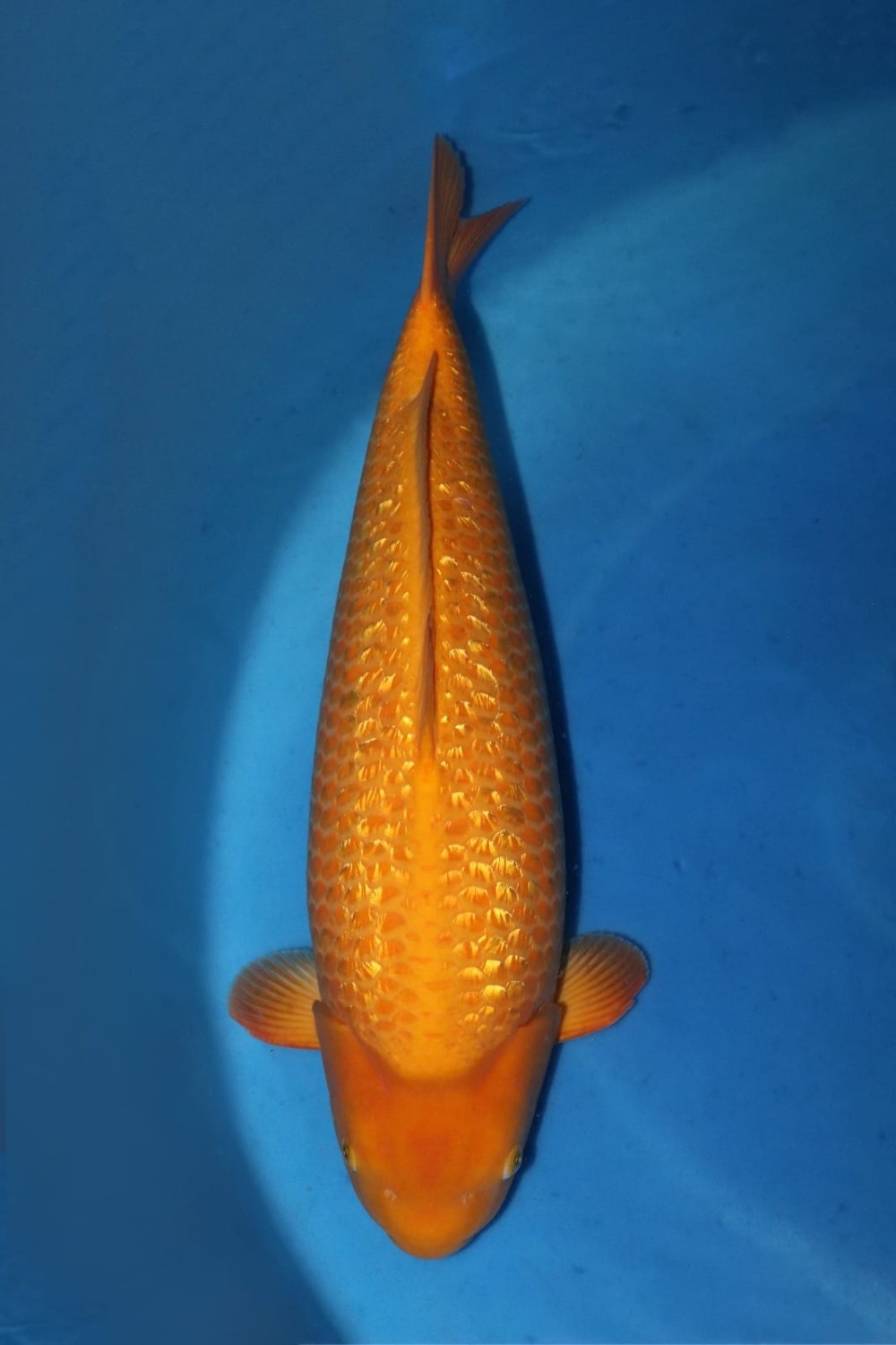 Juara 1