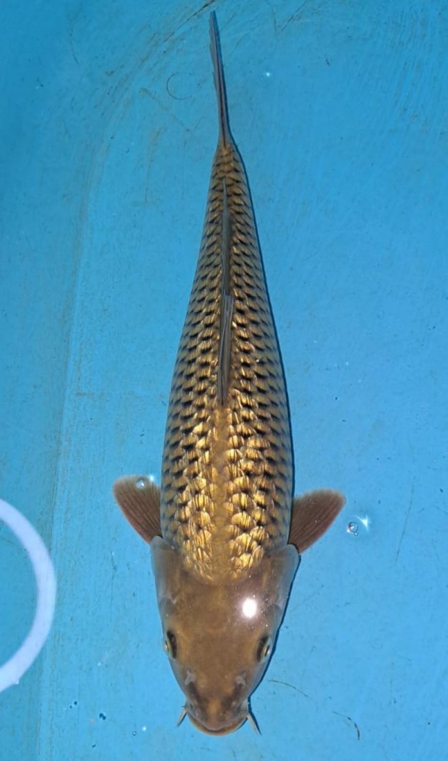 Ikan Koi Kinginrin C