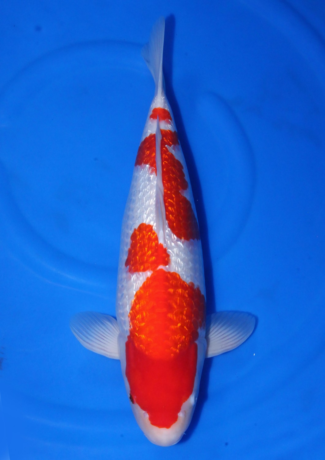 Best In Size B 46 - 50 cm