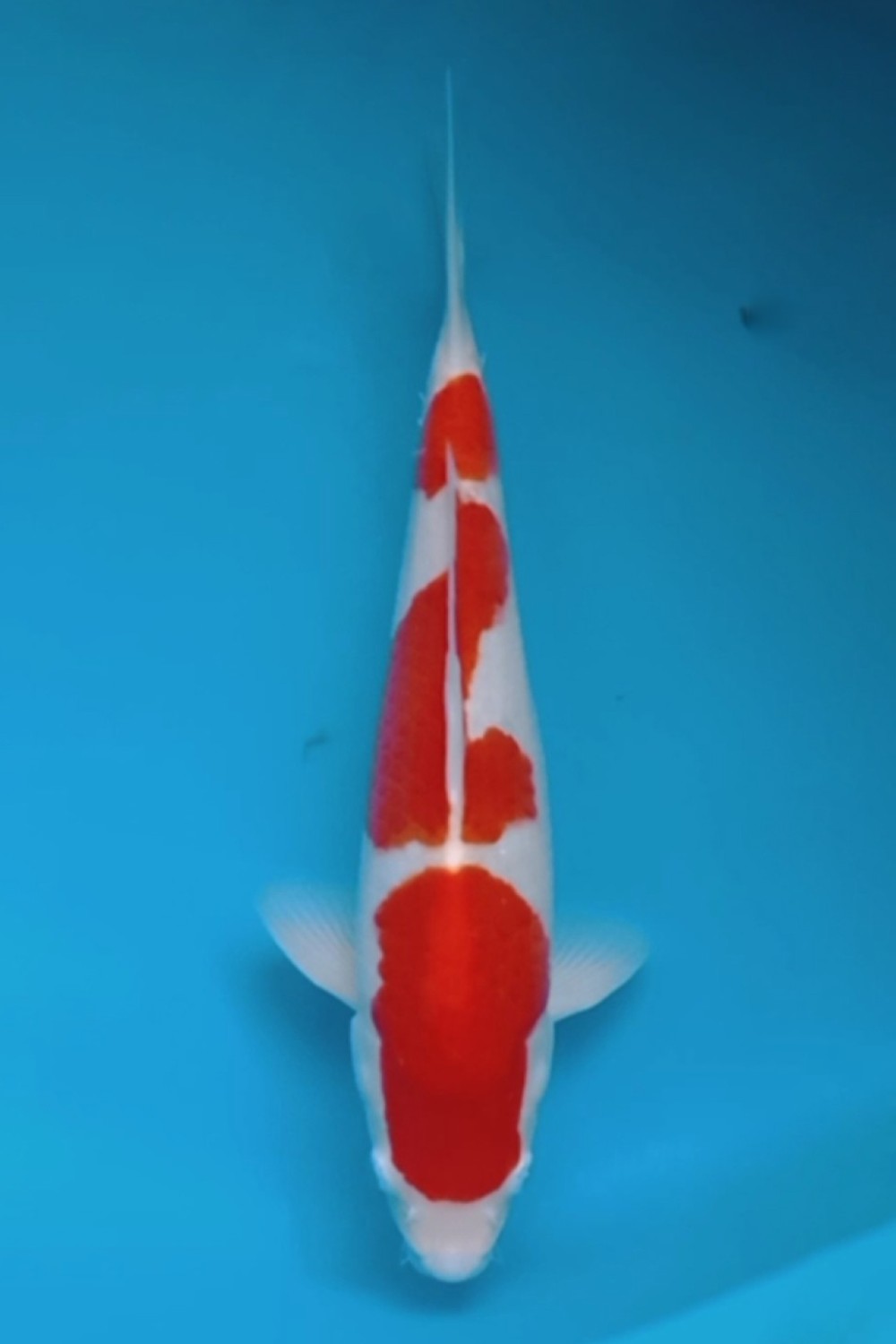 Juara 1