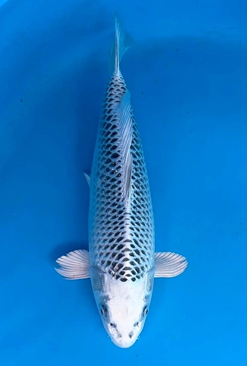 Juara 3