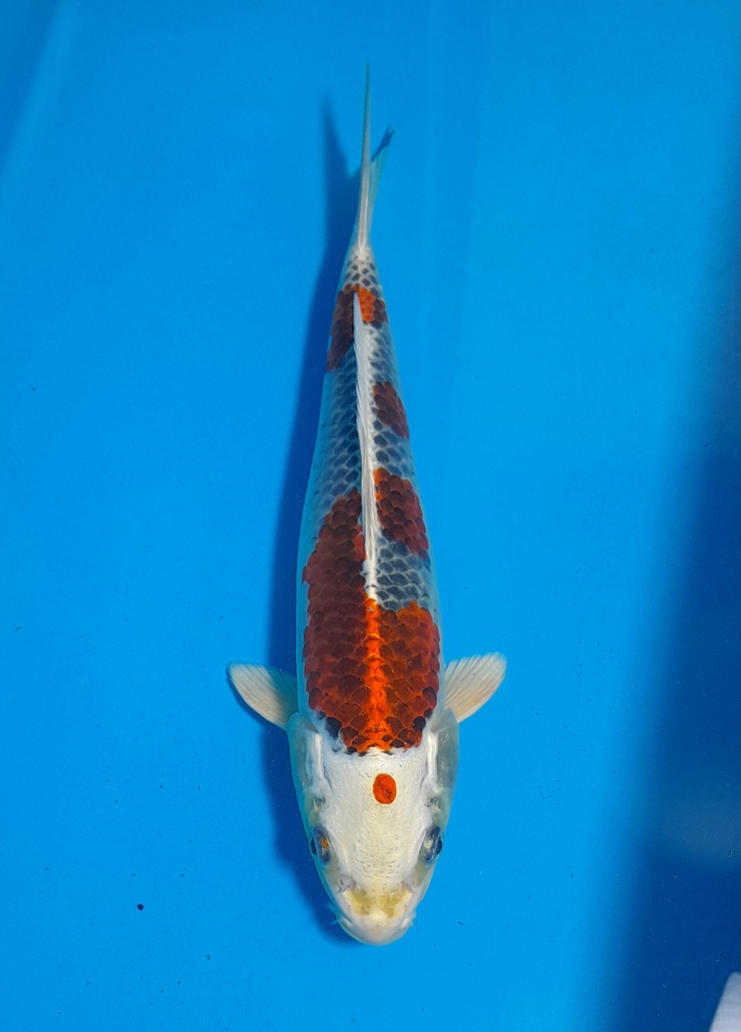Juara 5