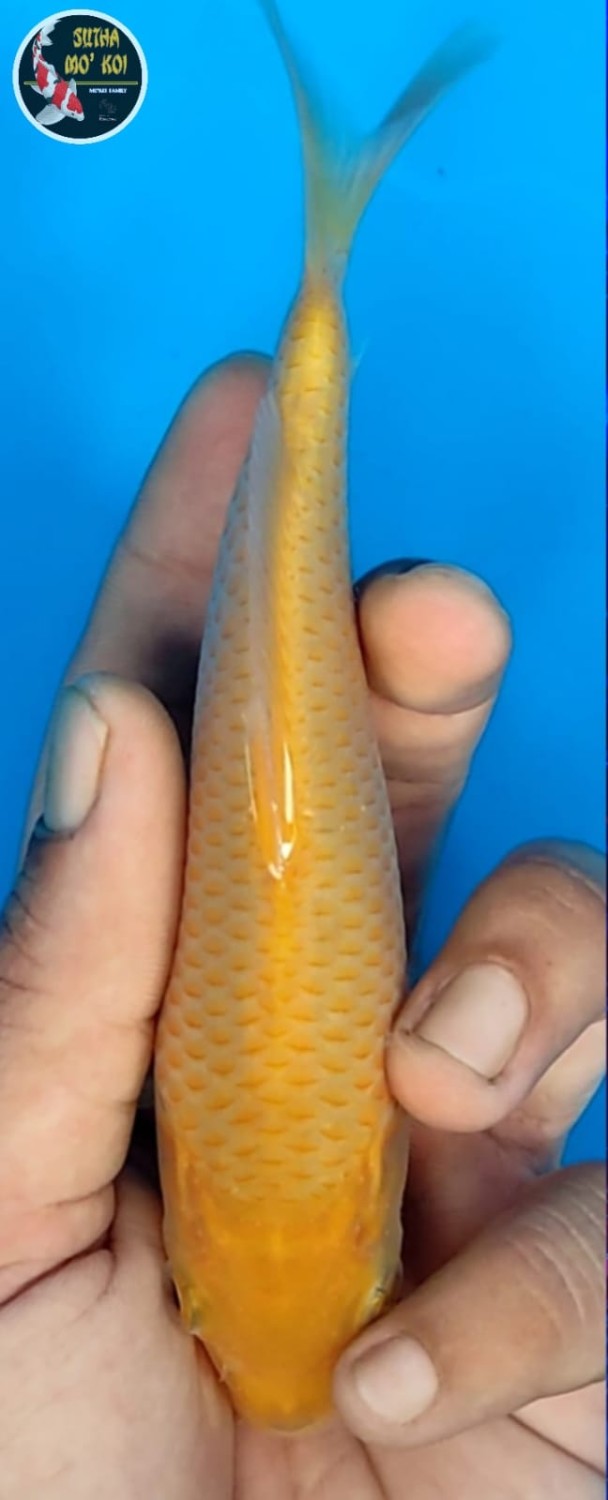 Juara 2
