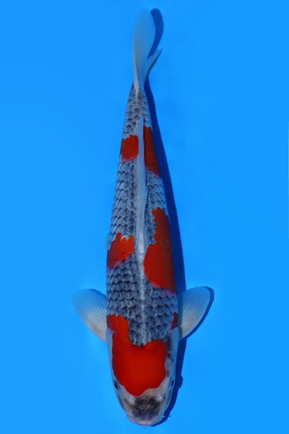 Juara 1