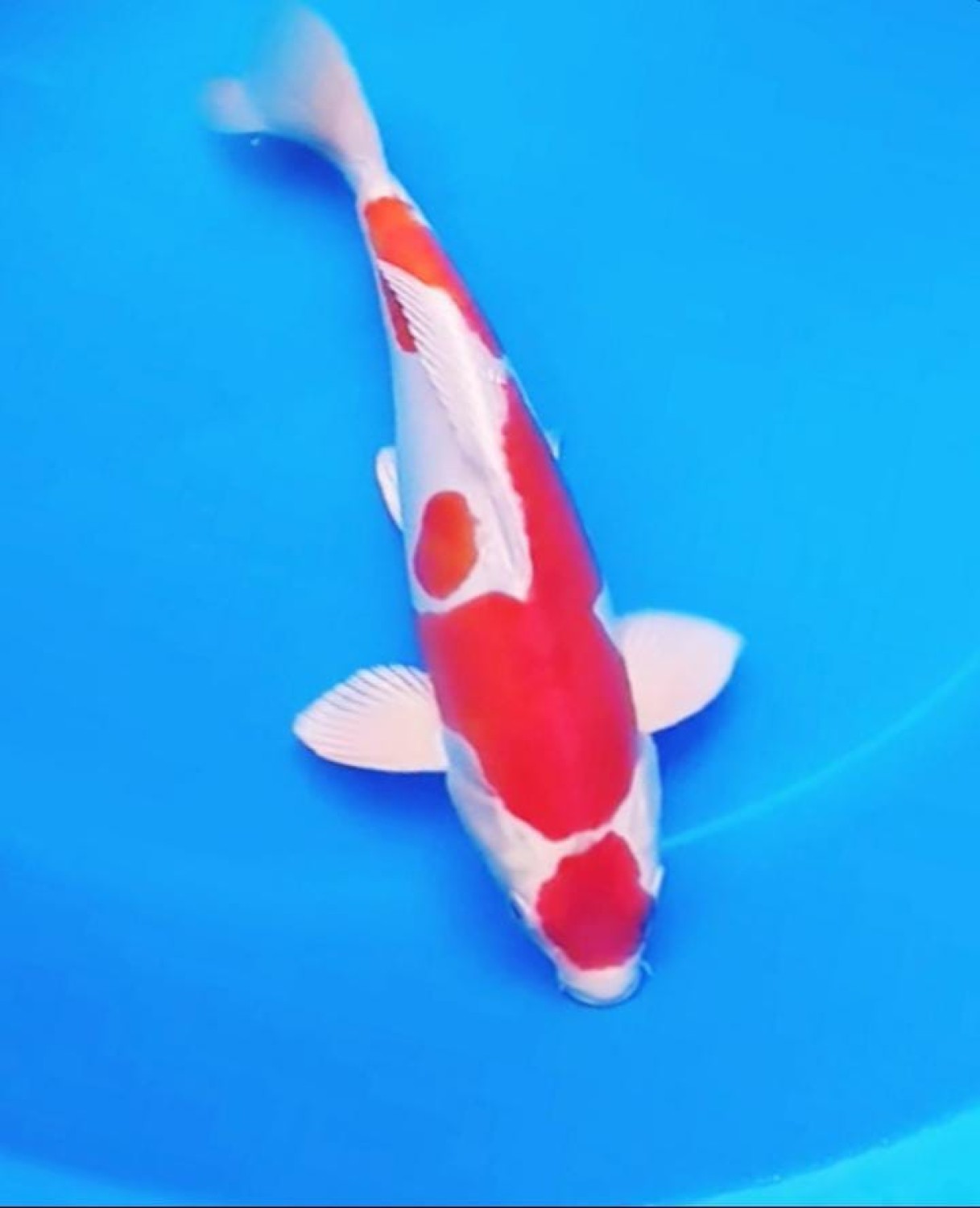 Juara 2