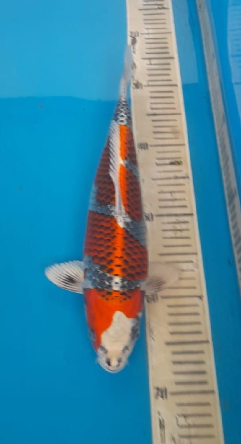 Juara 1