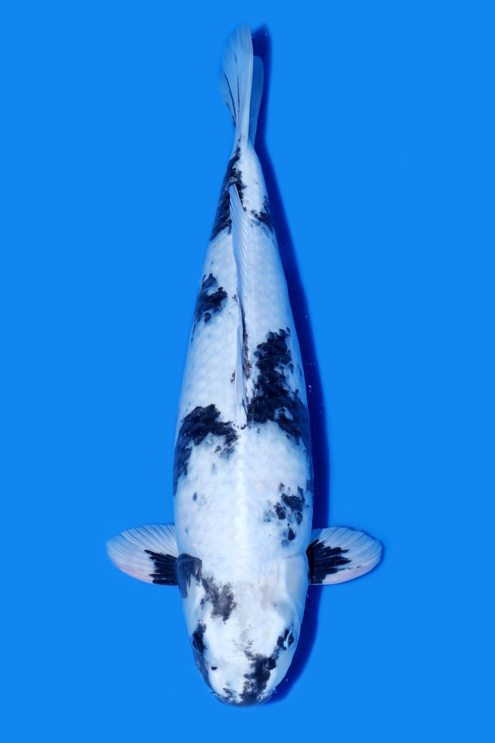Juara 2