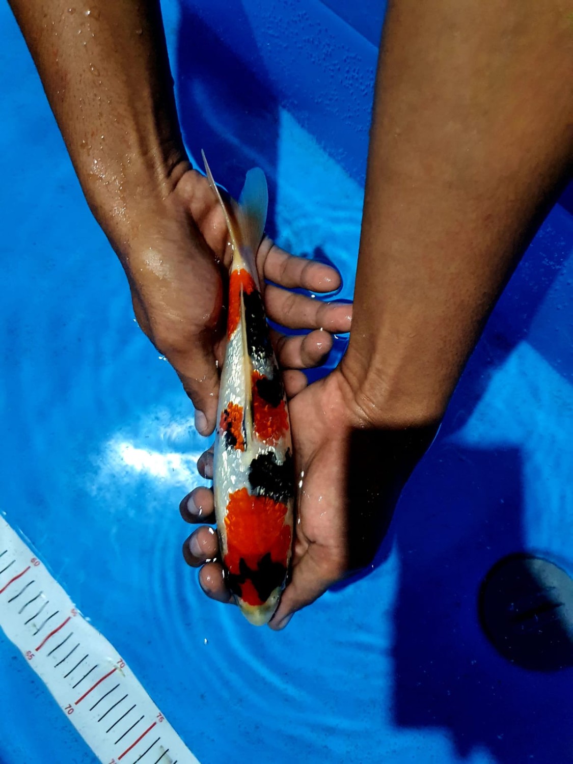 Juara 5