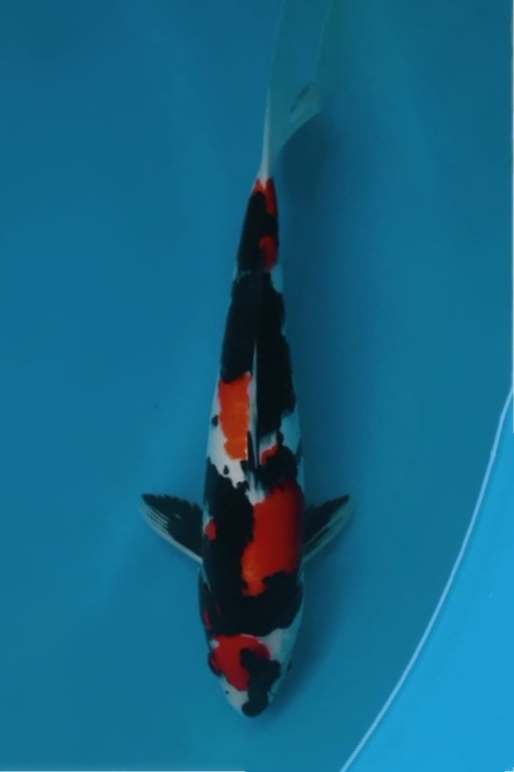 Juara 5