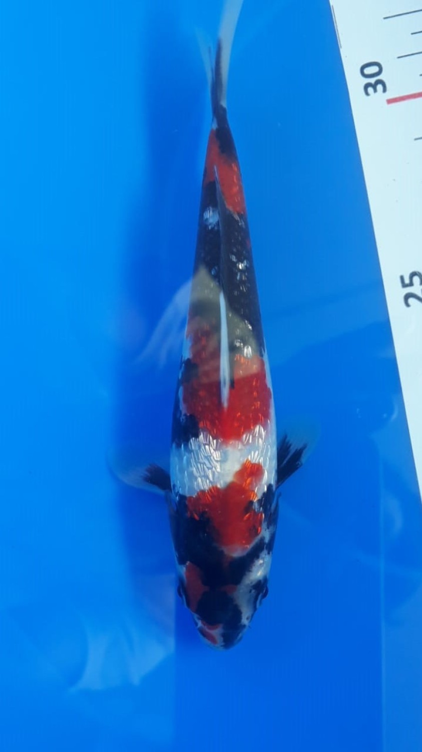Juara 4