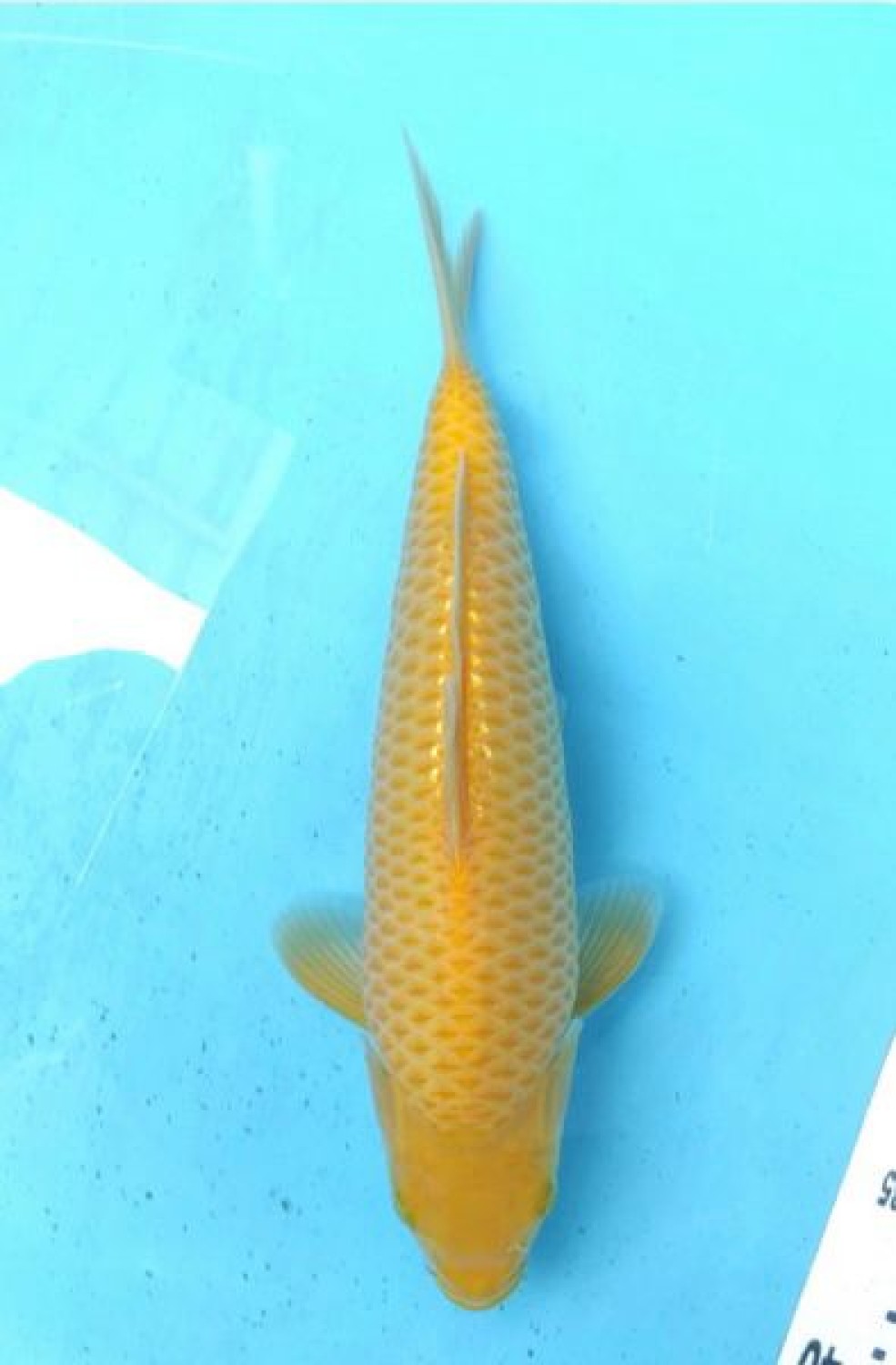 Juara 4