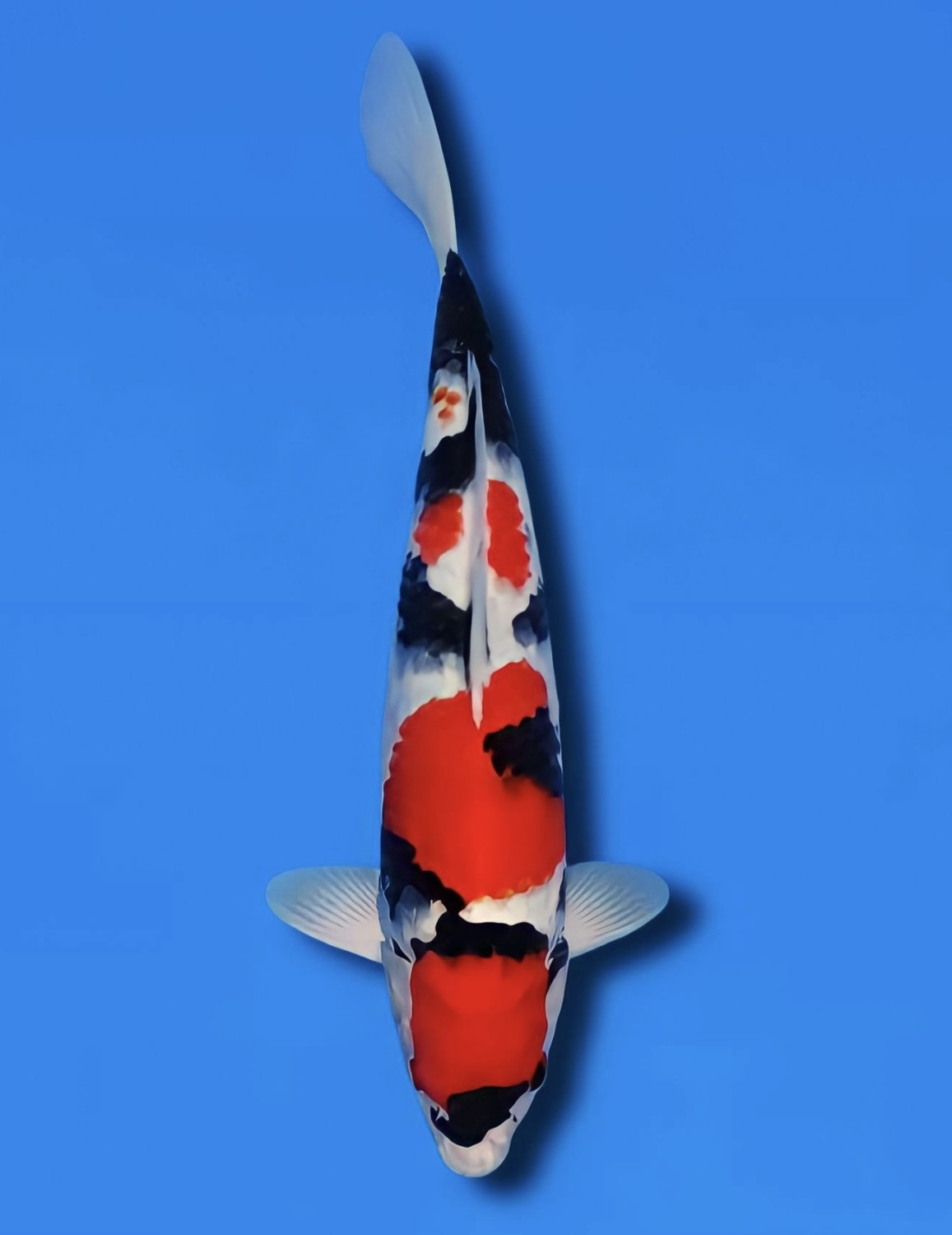 Juara 2
