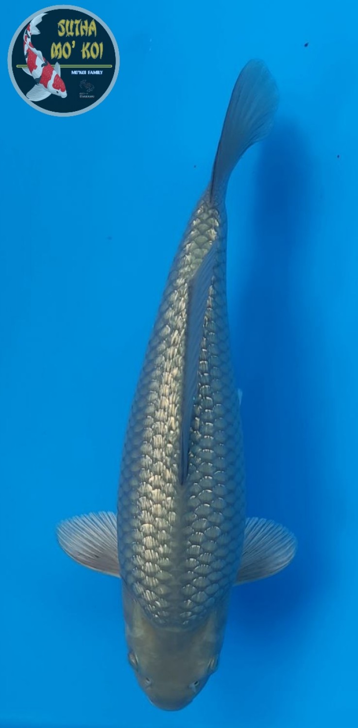 Best In Size E 46 - 50 cm
