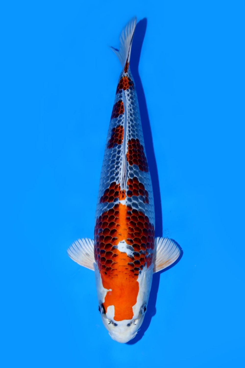 Juara 1