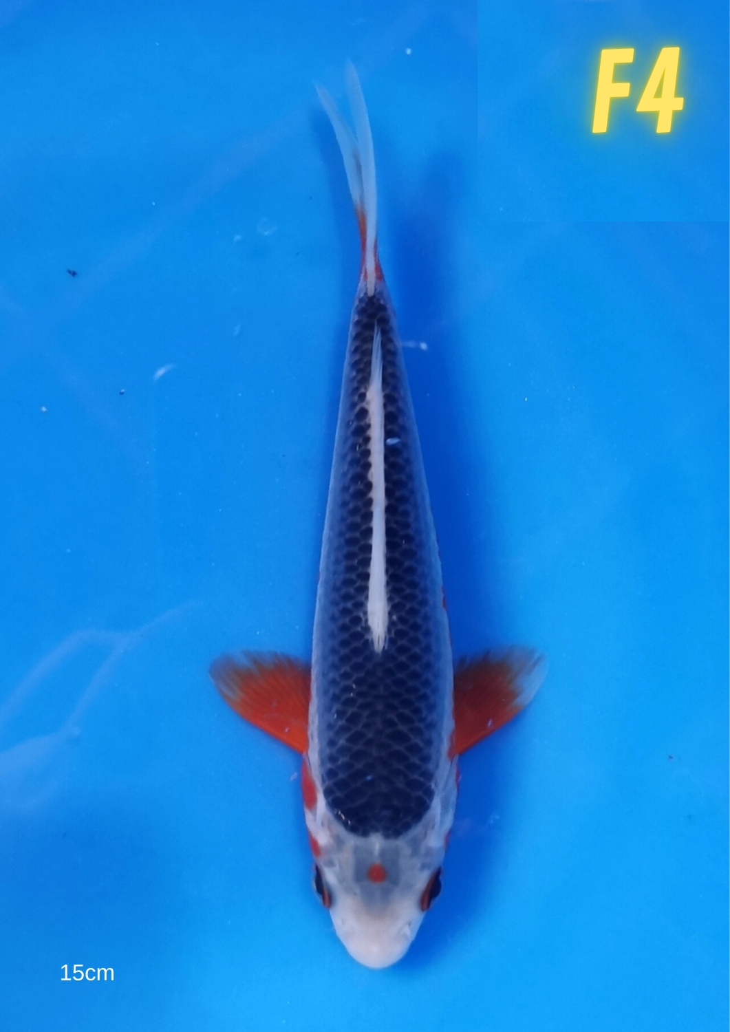 Best In Size D 13 - 15 cm
