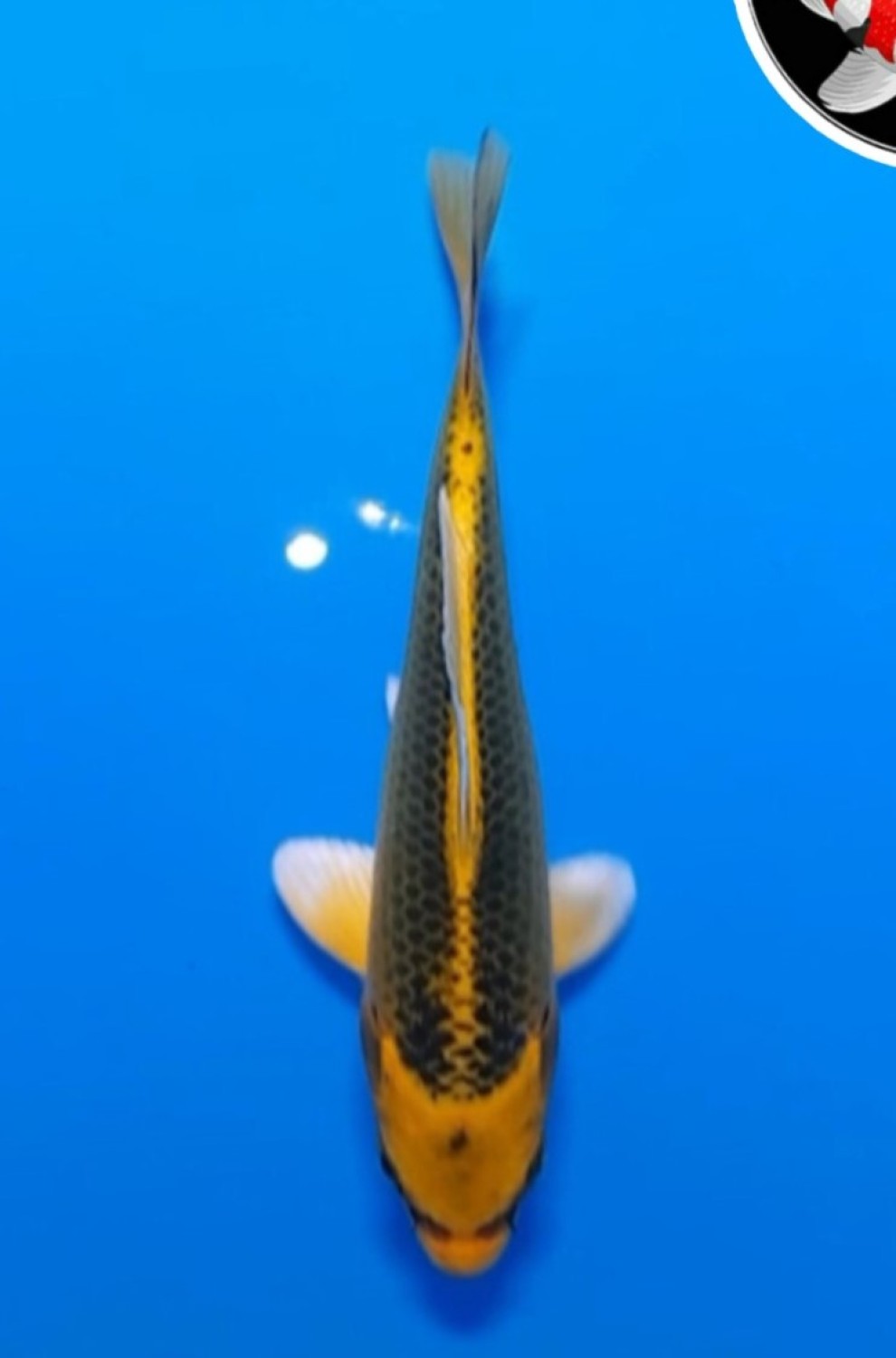 Ikan Koi Hikari Mujimono