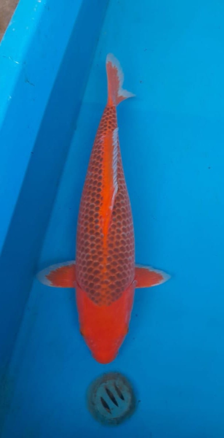 Juara 2