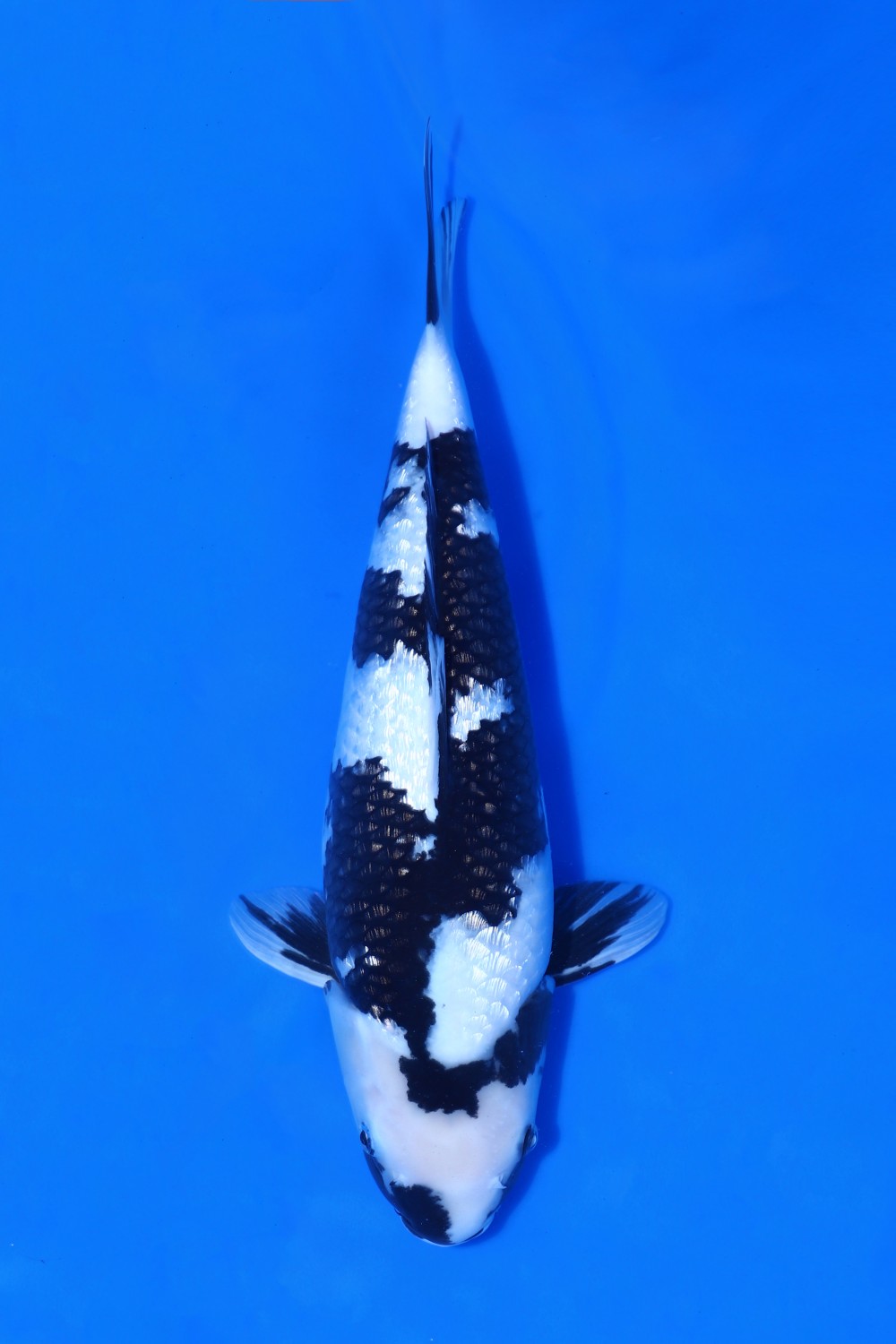Juara 2