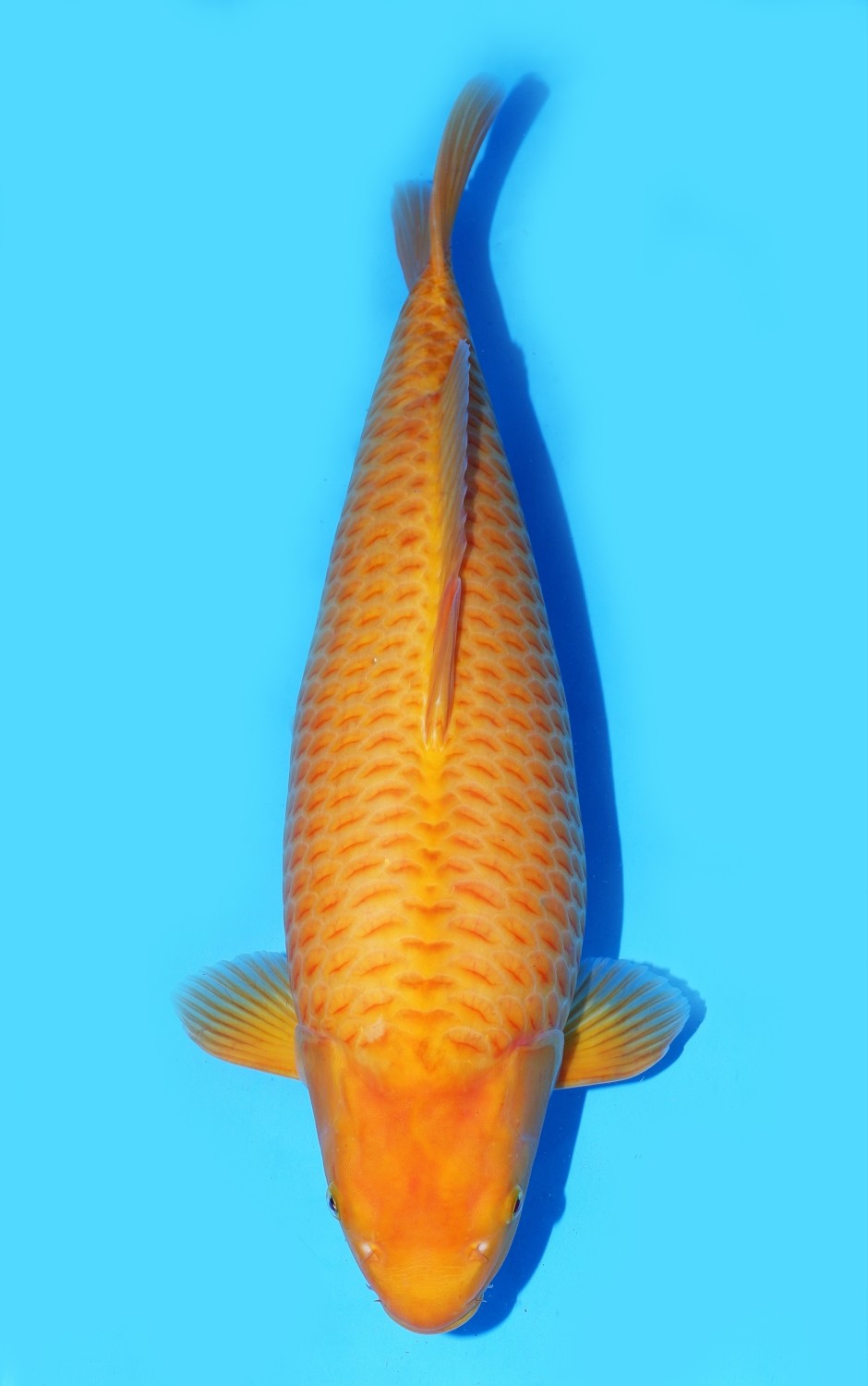 Juara 2