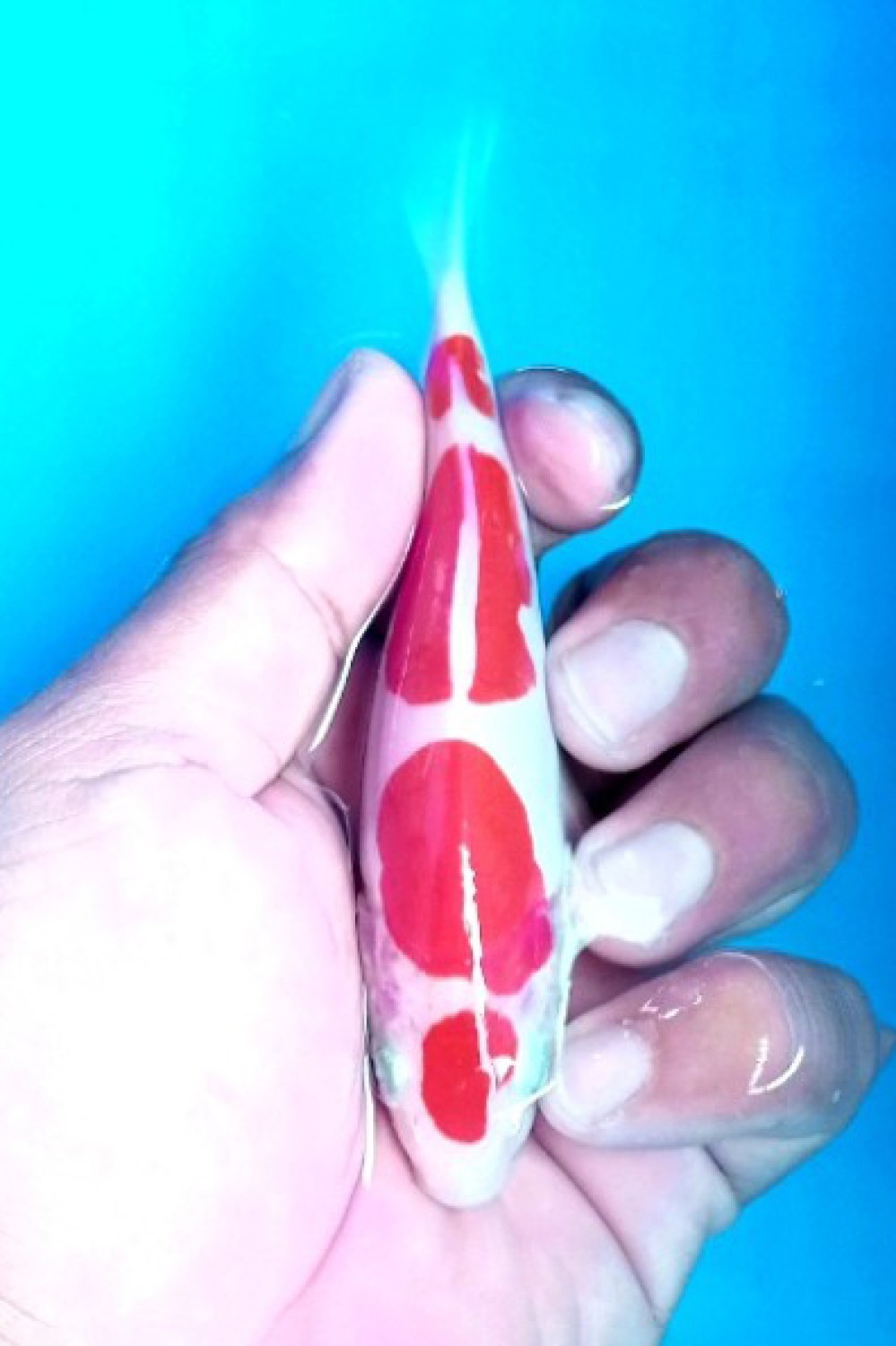 Juara 4