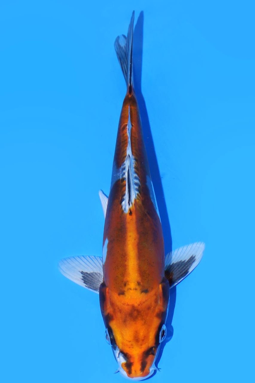 Juara 2