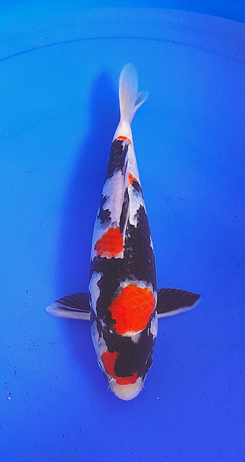 Juara 2