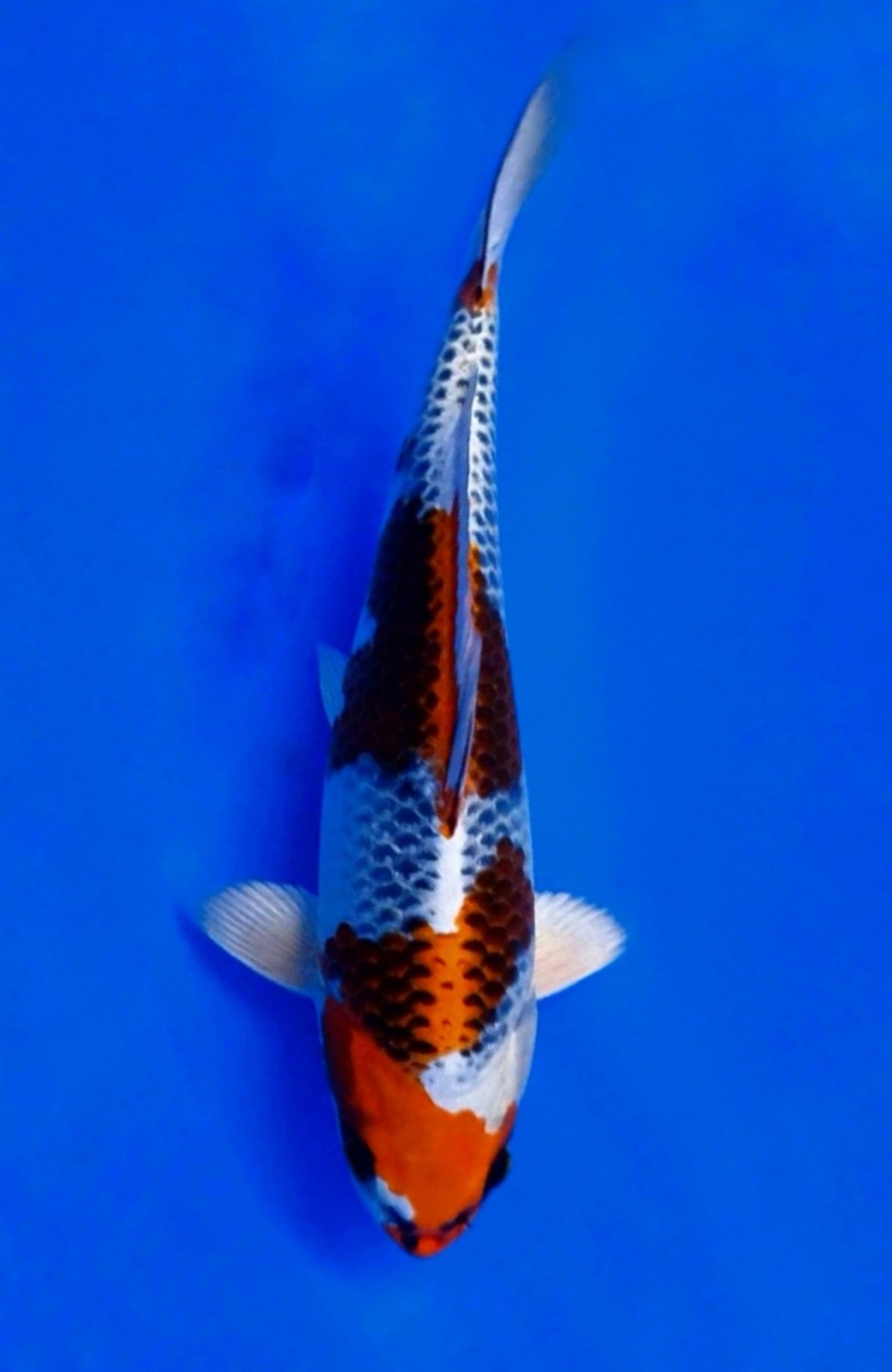 Juara 1