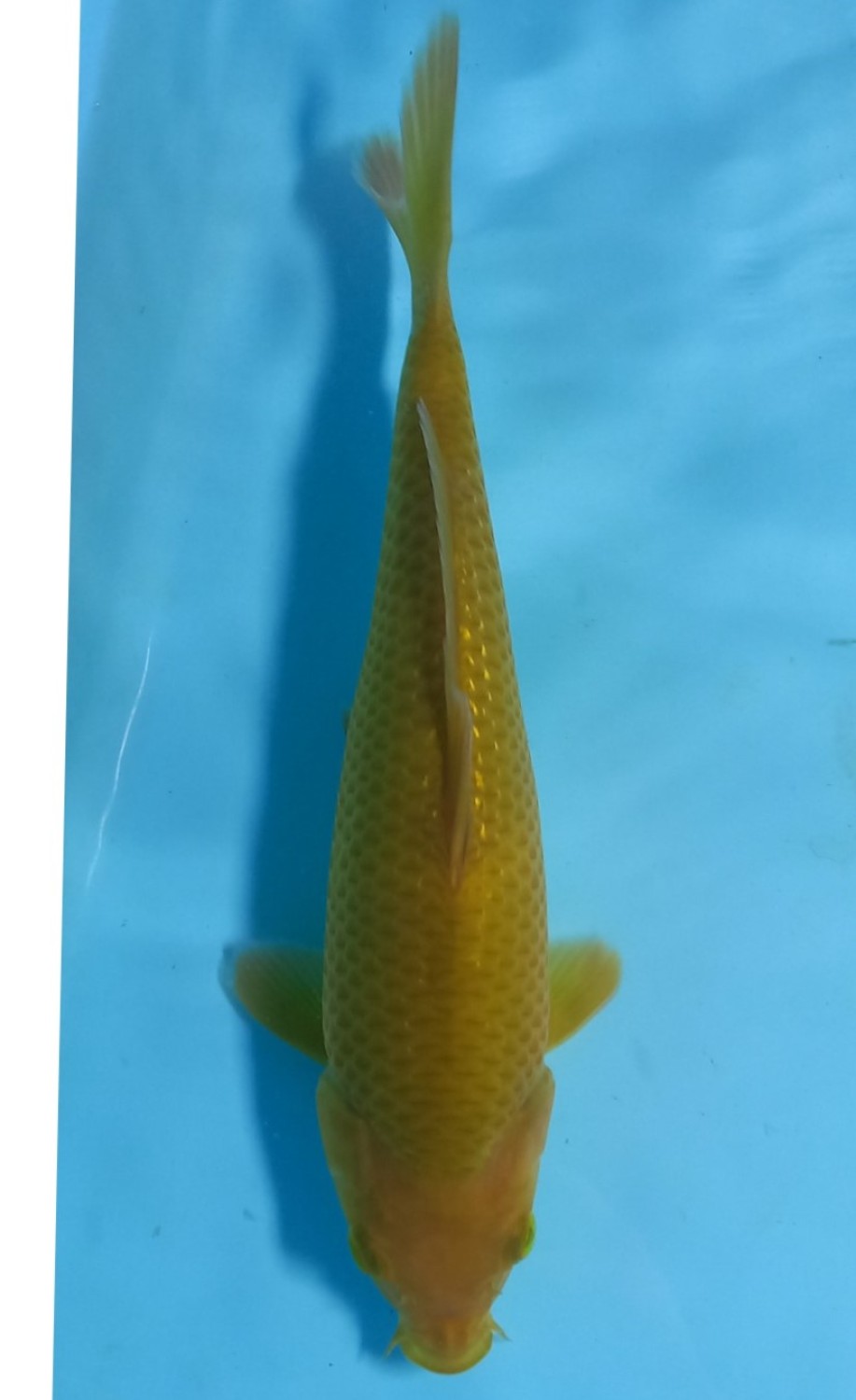 Ikan Koi Kawarimono B