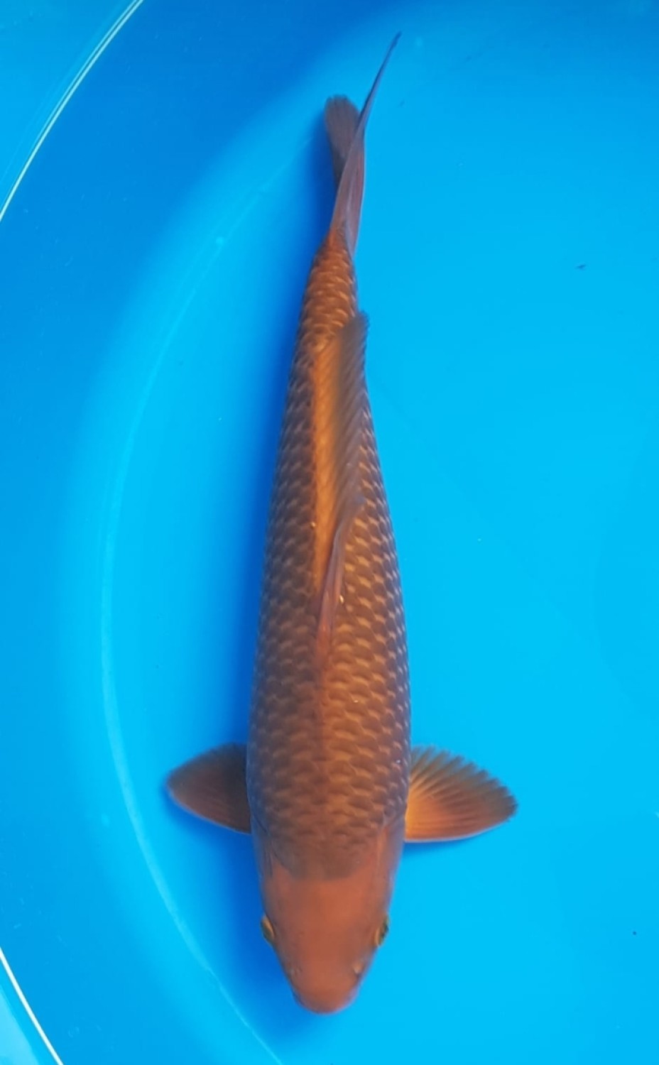 Juara 5