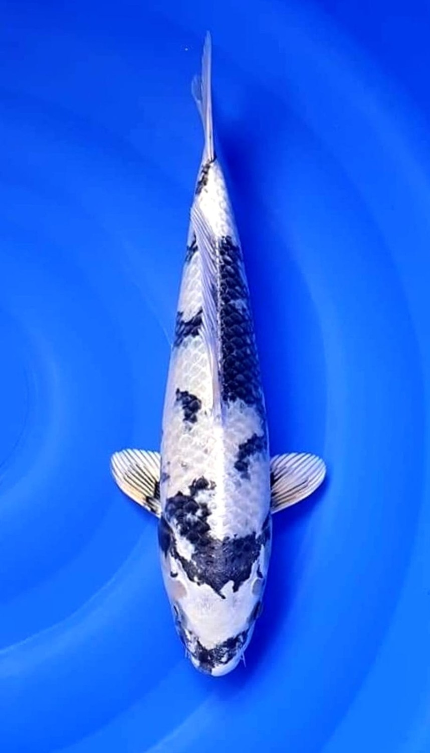 Juara 1