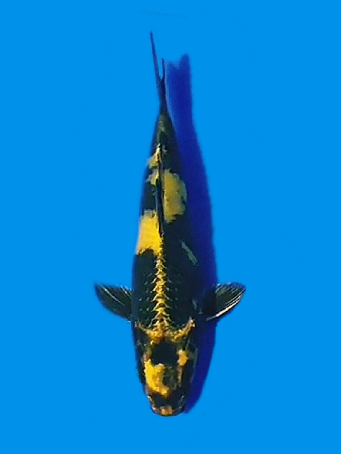 Juara 4