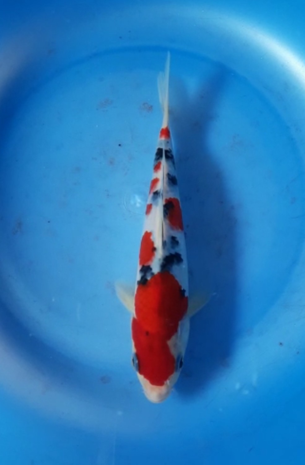 Ikan Koi Sanke