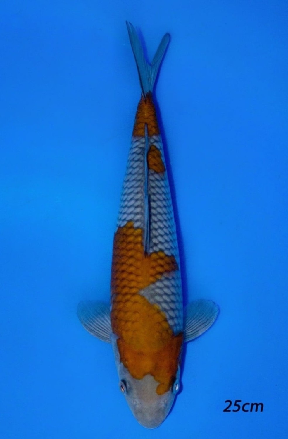 Juara 1