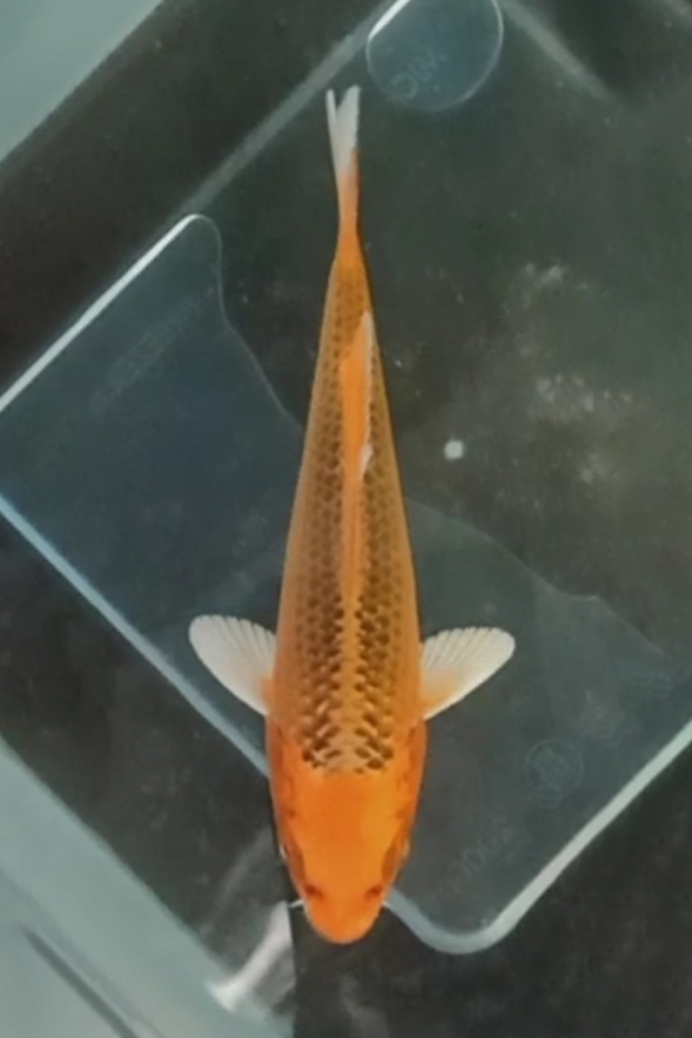 Juara 2