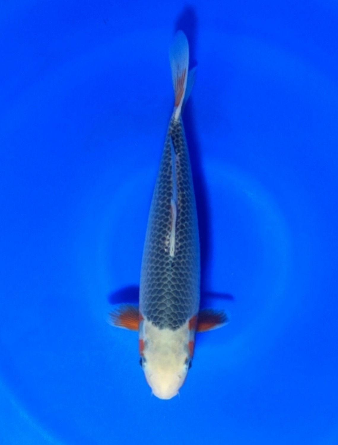Juara 2