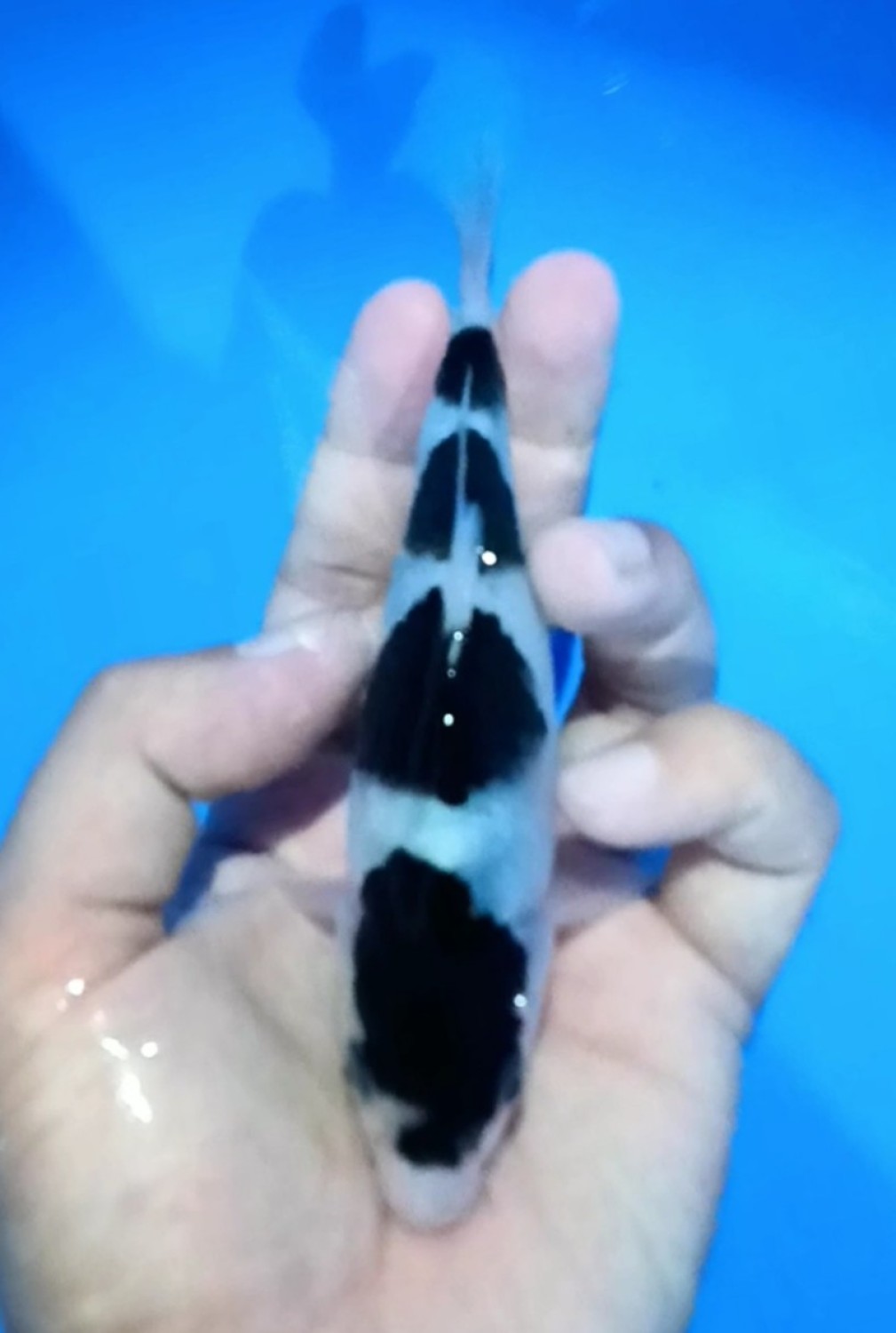 Juara 2