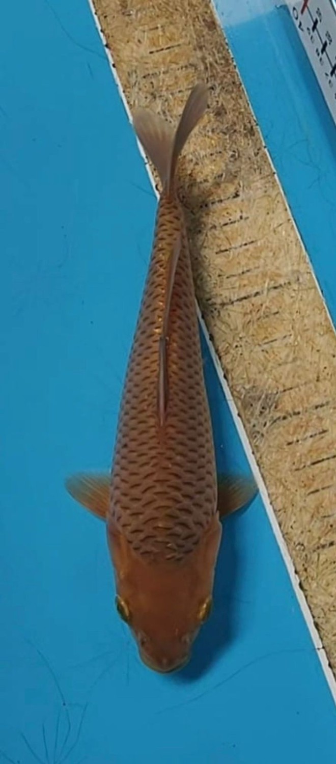 Juara 2