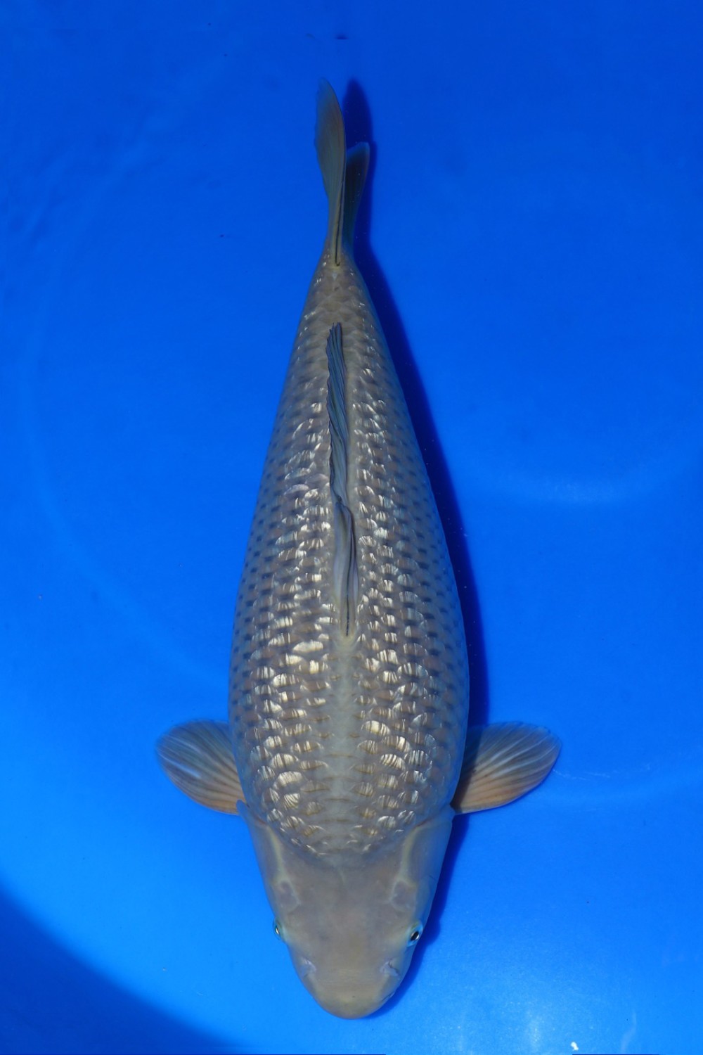 Juara 4