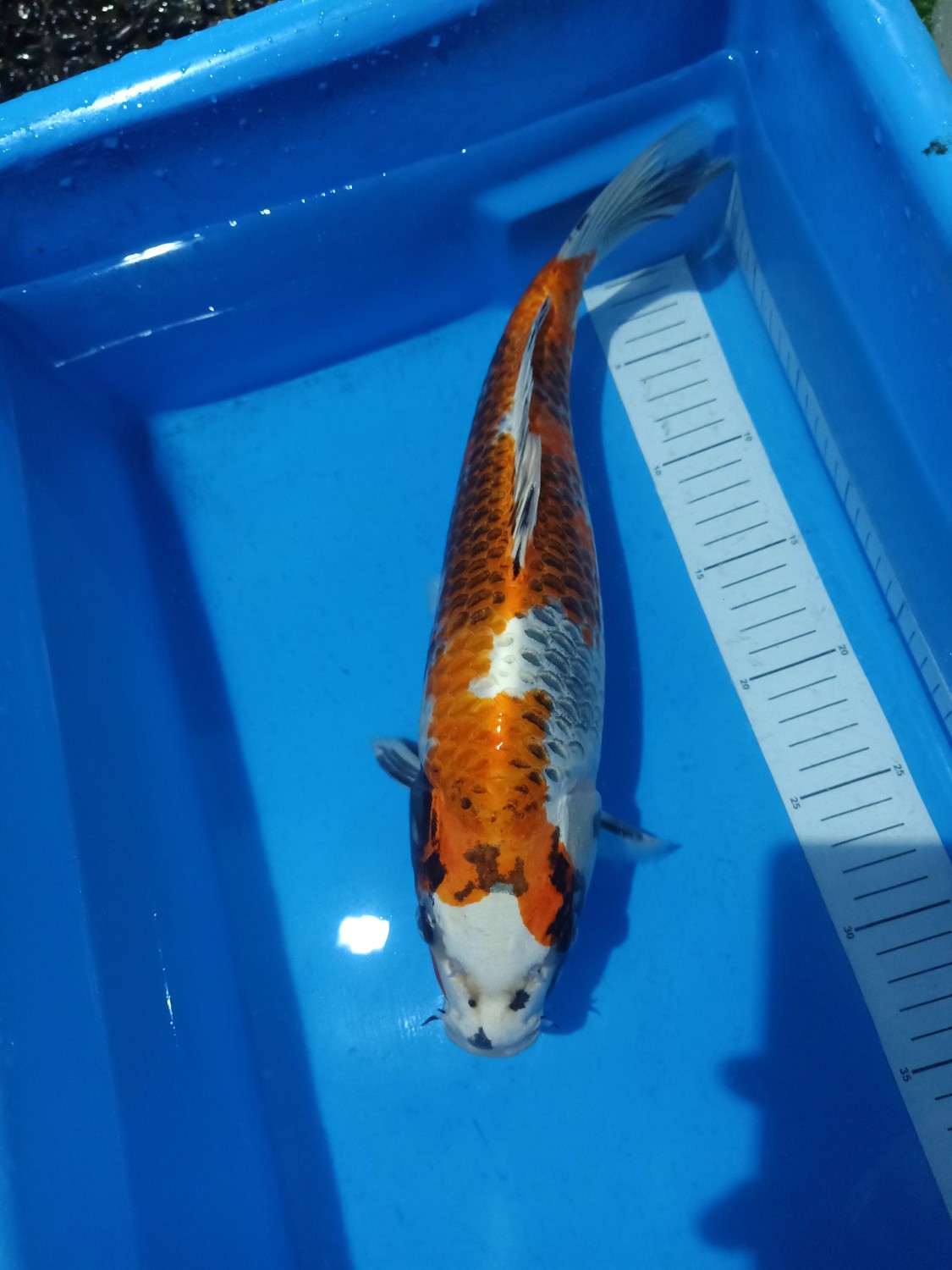 Juara 1