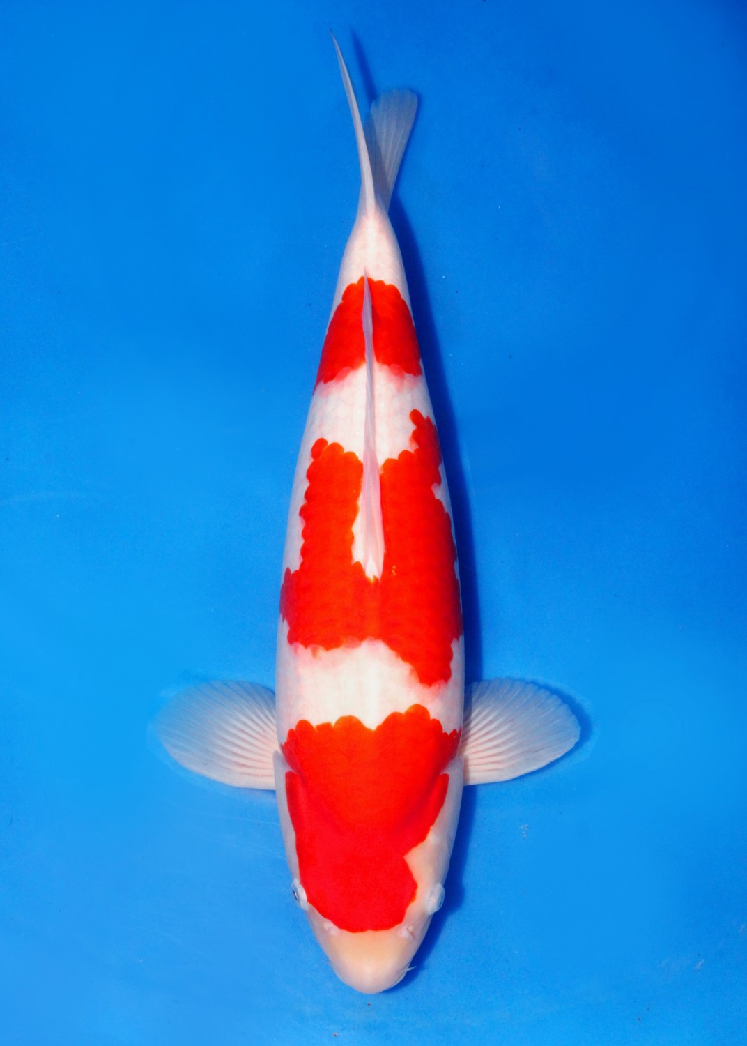 Best In Size A 46 - 50 cm
