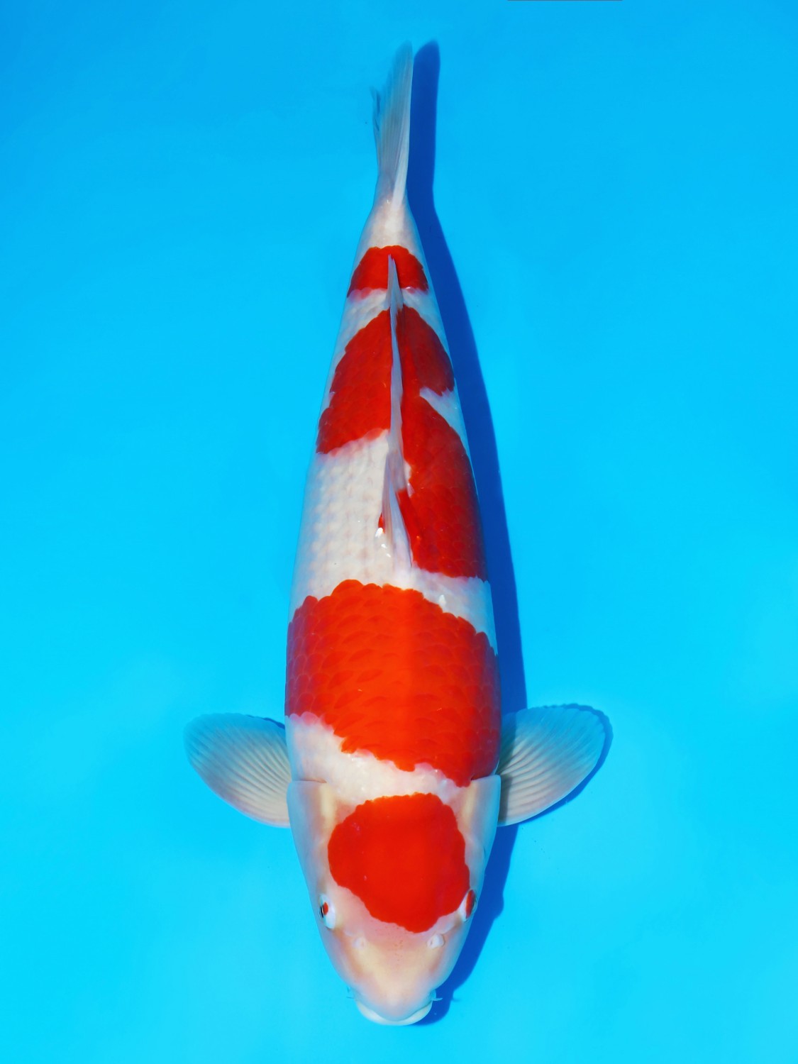 Juara 1