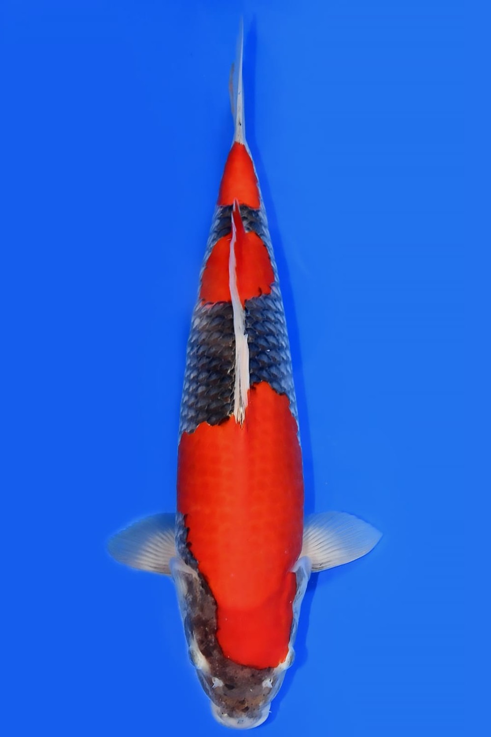 Juara 1