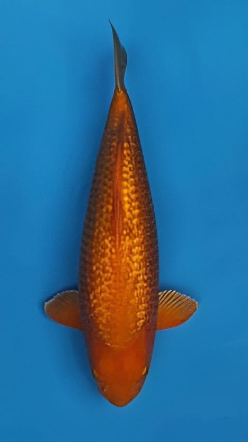 Juara 3