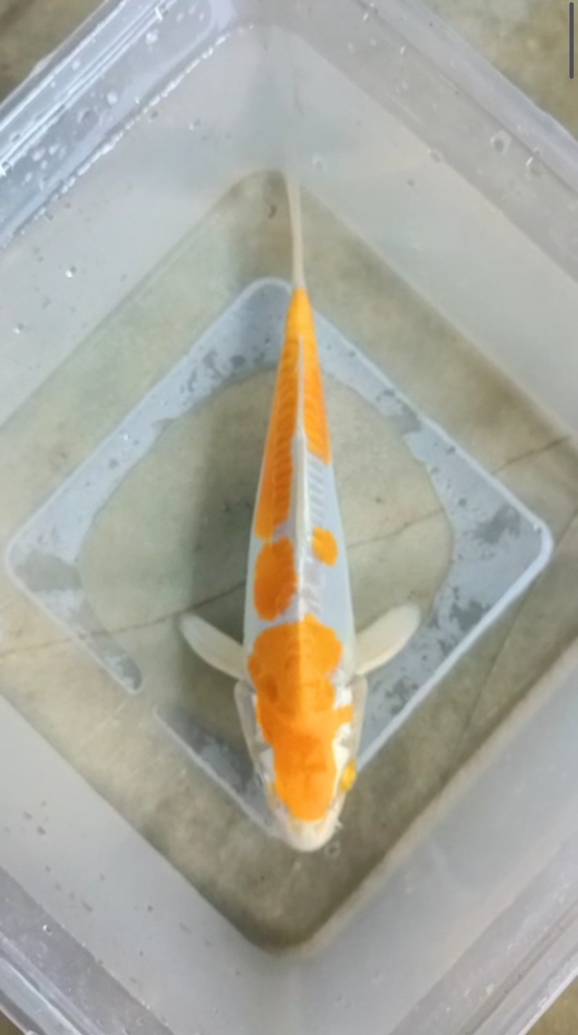 Juara 2